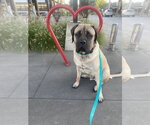 Small Mastiff