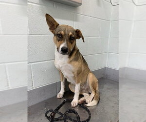 German Shepherd Dog-Unknown Mix Dogs for adoption in Corpus Christi, TX, USA