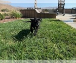 Small Photo #22 Labrador Retriever Puppy For Sale in APPLE VALLEY, CA, USA