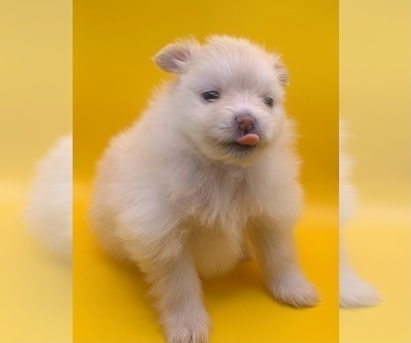 Medium Photo #9 Pomeranian Puppy For Sale in PORTLAND, ME, USA