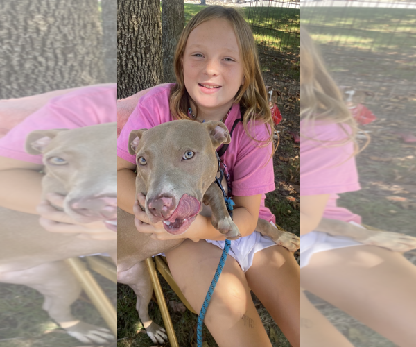 Medium Photo #2 Mutt Puppy For Sale in Rockville, MD, USA