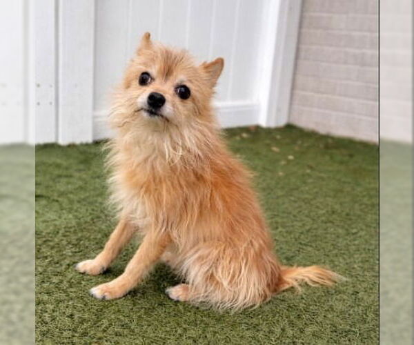 Medium Photo #2 Chihuahua Puppy For Sale in Canton, CT, USA