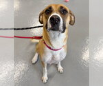 Small #1 Anatolian Shepherd