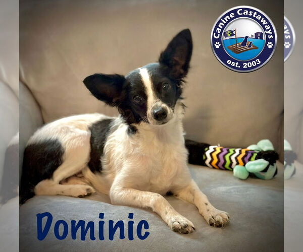 Medium Photo #2 Rattle Puppy For Sale in Arcadia, FL, USA