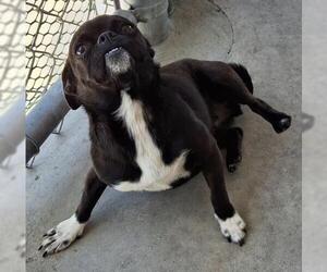 Chug Dogs for adoption in Bakersfield, CA, USA