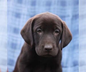 Labrador Retriever Puppy for sale in ELLIOTTSBURG, PA, USA