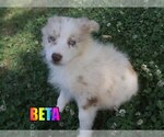 Small Photo #1 Australian Shepherd Puppy For Sale in jasper, AR, USA