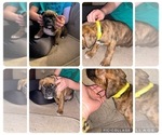 Small Photo #11 Boxer Puppy For Sale in HASLETT, MI, USA