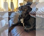 Small #2 Carolina Dog-Labrador Retriever Mix