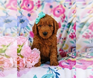Goldendoodle (Miniature) Puppy for sale in CHRISTIANA, PA, USA