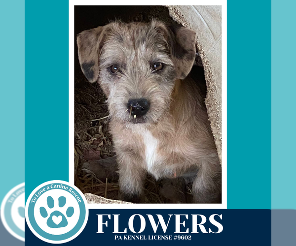 Medium Photo #2 Dachshund-Unknown Mix Puppy For Sale in Kimberton, PA, USA