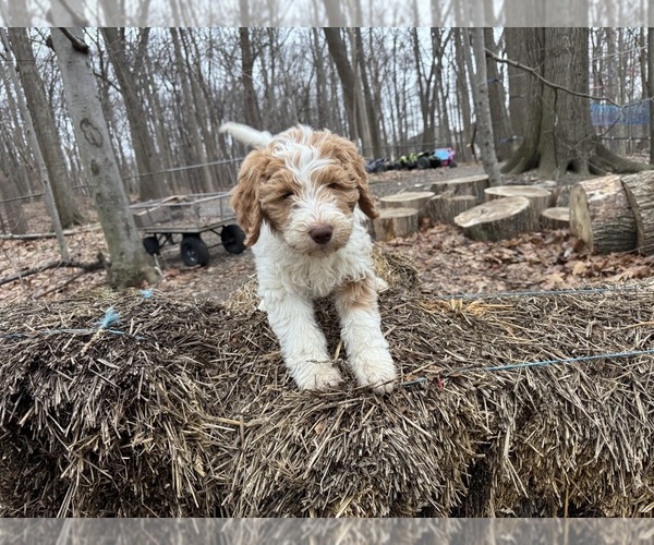 Medium Photo #45 Aussie-Poo-Goldendoodle Mix Puppy For Sale in COMMERCE, MI, USA