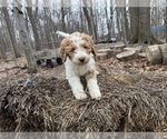 Small #3 Aussie-Poo-Goldendoodle Mix