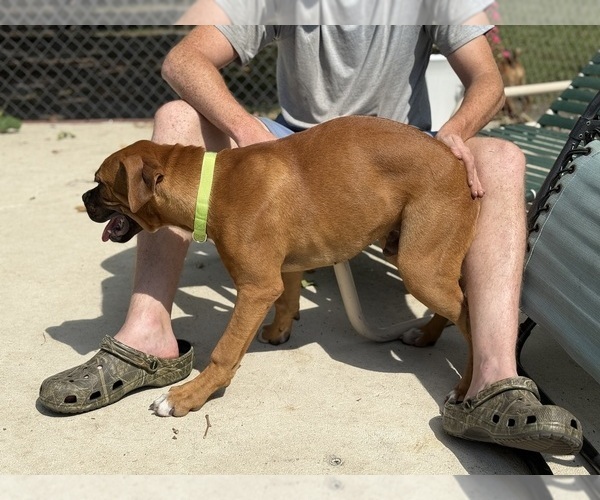 Medium Photo #5 Boxer Puppy For Sale in WEST COLUMBIA, SC, USA