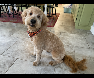 Mother of the Goldendoodle (Miniature) puppies born on 08/28/2025