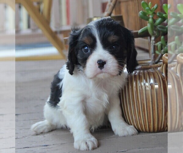Medium Photo #4 Cavalier King Charles Spaniel Puppy For Sale in LANCASTER, PA, USA