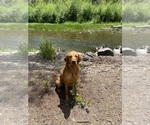 Small Photo #6 Golden Retriever Puppy For Sale in COLORADO SPRINGS, CO, USA