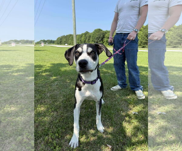 Medium Photo #10 Siberian Husky-Unknown Mix Puppy For Sale in Holly Springs, NC, USA