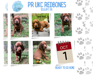 Redbone Coonhound Puppy for sale in ELLIJAY, GA, USA
