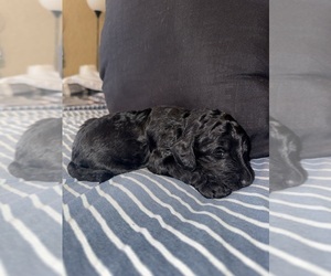 Medium Labradoodle