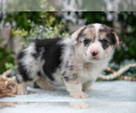 Small #4 Pembroke Welsh Corgi
