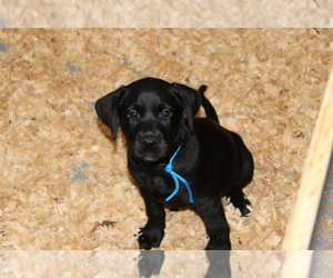 Labrador Retriever Puppy for sale in CREWE, VA, USA