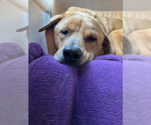 Labrador Retriever-Unknown Mix Dogs for adoption in Oakhurst, NJ, USA