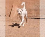Small #2 Australian Shepherd-Red Heeler Mix