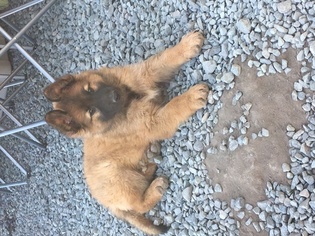 Belgian Tervuren-German Shepherd Dog Mix Puppy for sale in COSTA MESA, CA, USA