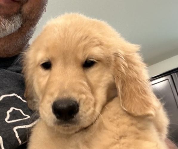 Medium Photo #1 English Cream Golden Retriever Puppy For Sale in SAINT CLOUD, FL, USA