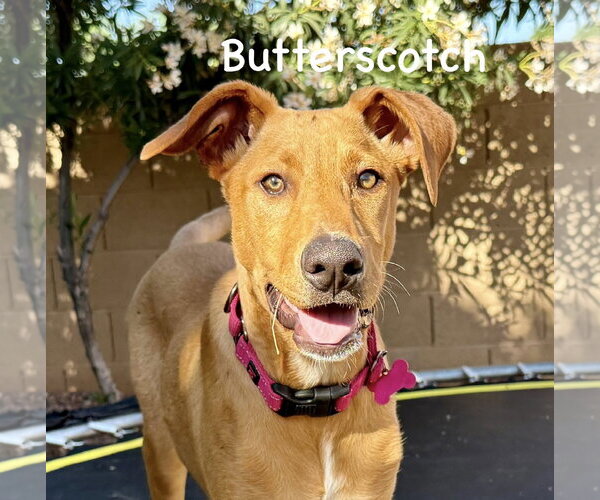 Medium Photo #6 Carolina Dog-German Pinscher Mix Puppy For Sale in Cave Creek, AZ, USA