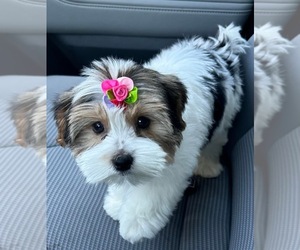 Mother of the Yorkshire Terrier puppies born on 08/28/2026