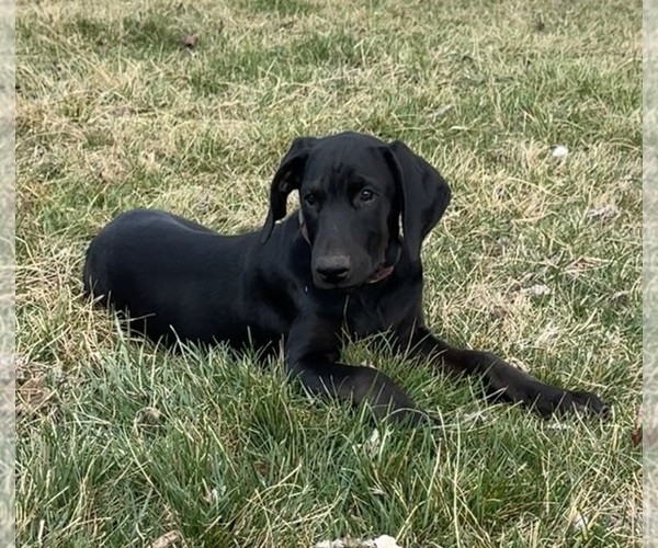Medium Photo #6 Doberman Pinscher Puppy For Sale in AUSTINVILLE, VA, USA