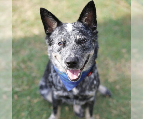 Medium Photo #2 Mutt Puppy For Sale in San Antonio, TX, USA