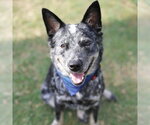Small #1 Mutt