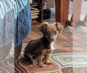 Chiweenie Dogs for adoption in Mooresville, NC, USA