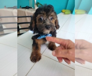 YorkiePoo Puppy for sale in SEBRING, FL, USA