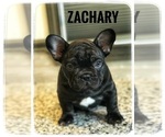 Image preview for Ad Listing. Nickname: ZACHARY