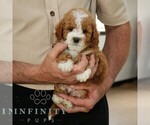 Small #2 Goldendoodle (Miniature)