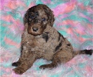 Labradoodle Puppy for sale in LA HABRA, CA, USA