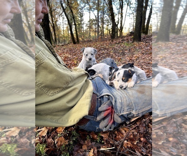 Medium Photo #6 Australian Cattle Dog Puppy For Sale in OREGON HOUSE, CA, USA