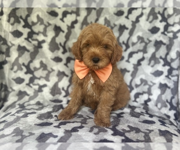 Medium Photo #3 Cock-A-Poo Puppy For Sale in LAKELAND, FL, USA