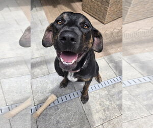 Saoirse Doglando Graduate FH - Female Mutt Dog for Adoption - Photo #7