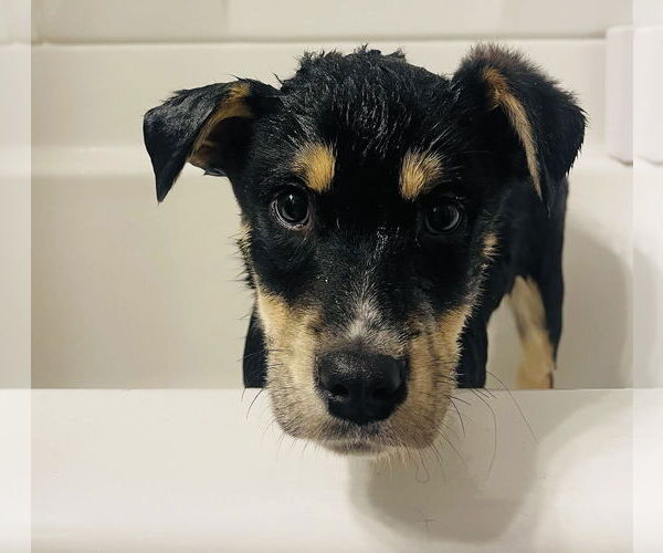 Medium Photo #7 Shepradors Puppy For Sale in Princeton, MN, USA