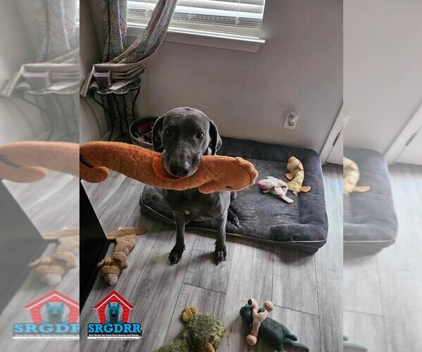 Medium Photo #17 Great Dane Puppy For Sale in Bullard, TX, USA