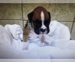Small Photo #1 Boxer Puppy For Sale in NEOSHO, MO, USA