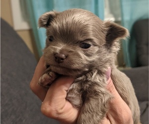 Chihuahua Puppy for Sale in MANNFORD, Oklahoma USA