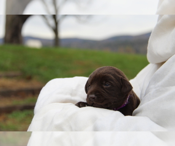 Medium Photo #4 Labrador Retriever Puppy For Sale in HYDE PARK, VT, USA