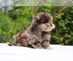 Small #3 ShihPoo