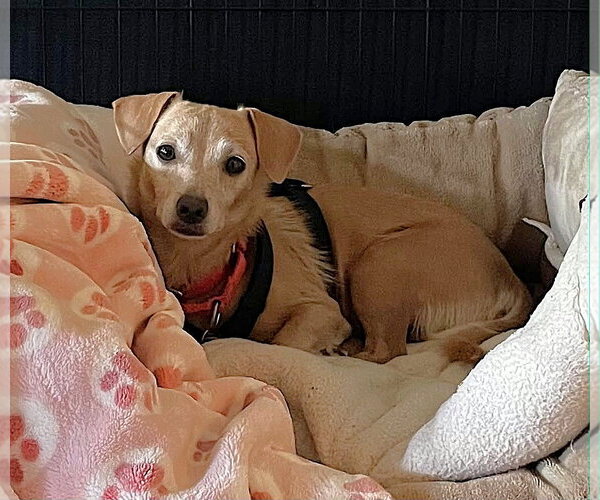 Medium Photo #2 Dachshund-Unknown Mix Puppy For Sale in Arlington, VA, USA
